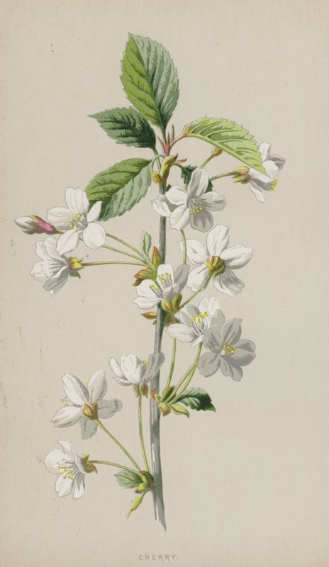 Cseresznye (chromolitho) alkotó: Frederick Edward Hulme