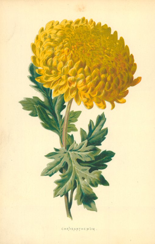 Krizantém alkotó: Frederick Edward Hulme