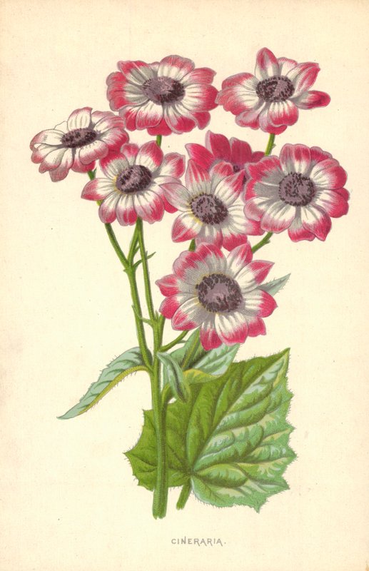 Cinerária alkotó: Frederick Edward Hulme