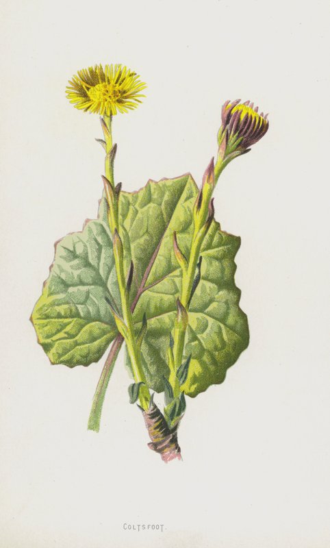 csikóláb (chromolitho) alkotó: Frederick Edward Hulme