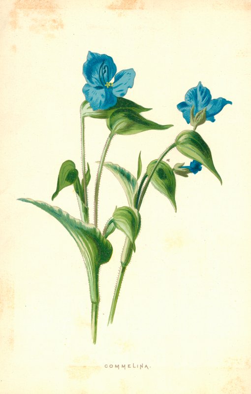 Commelina alkotó: Frederick Edward Hulme