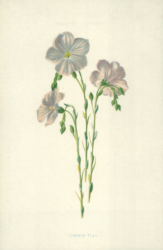 Közönséges len alkotó: Frederick Edward Hulme