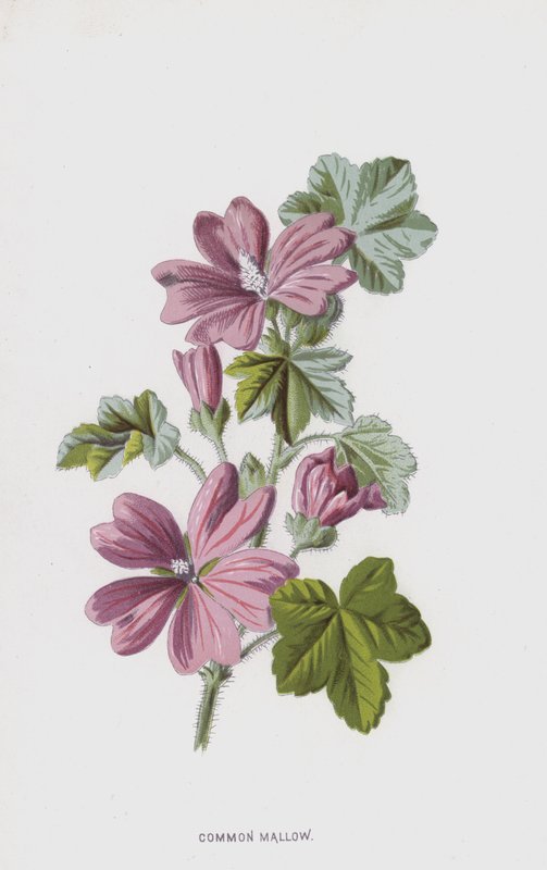 Közönséges mályva (chromolitho) alkotó: Frederick Edward Hulme