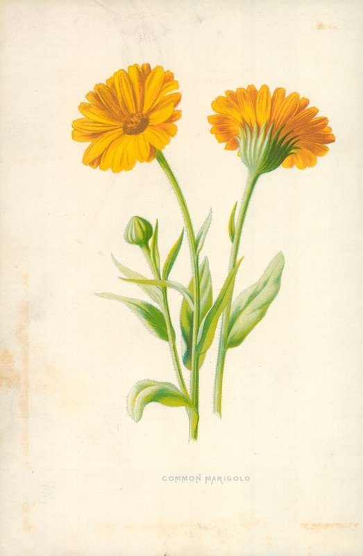 Közönséges körömvirág alkotó: Frederick Edward Hulme