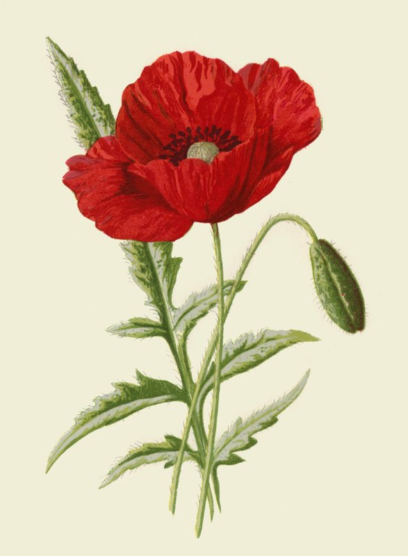 Közönséges mák alkotó: Frederick Edward Hulme