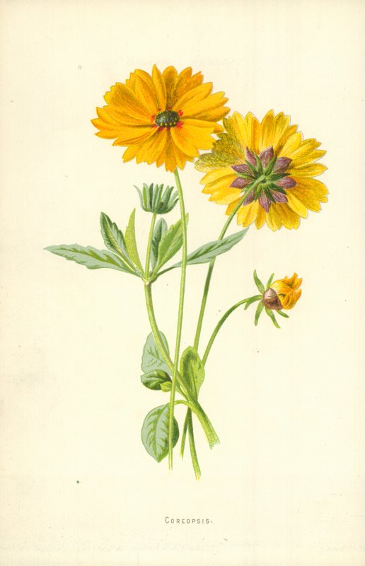 Szépecske alkotó: Frederick Edward Hulme