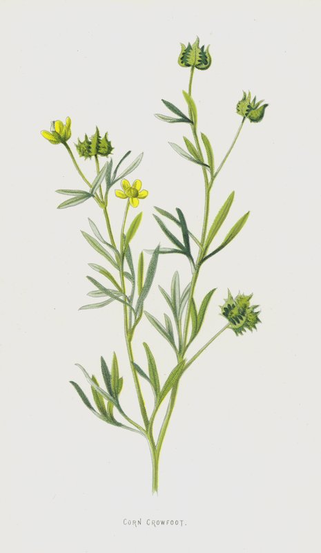 Kukorica varjúláb (chromolitho) alkotó: Frederick Edward Hulme