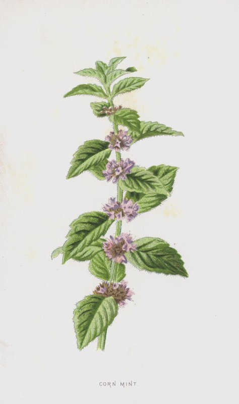 Kukoricamenta (chromolitho) alkotó: Frederick Edward Hulme