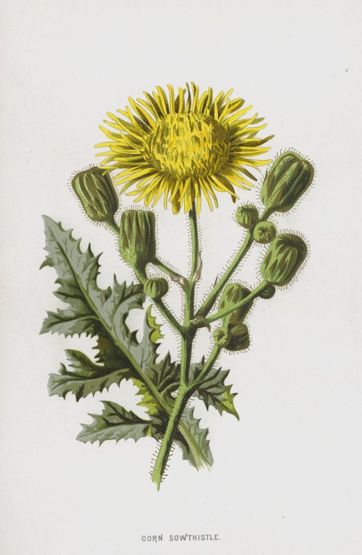 Kukorica vetőgomba (chromolitho) alkotó: Frederick Edward Hulme