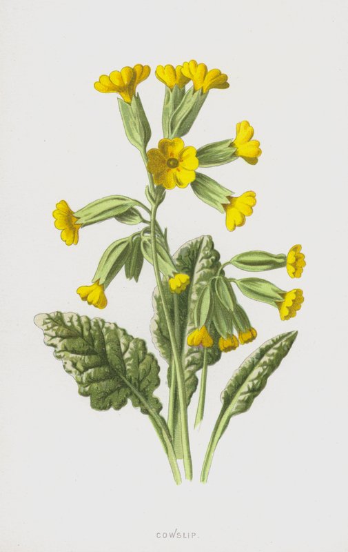 Cowslip (chromolitho) alkotó: Frederick Edward Hulme