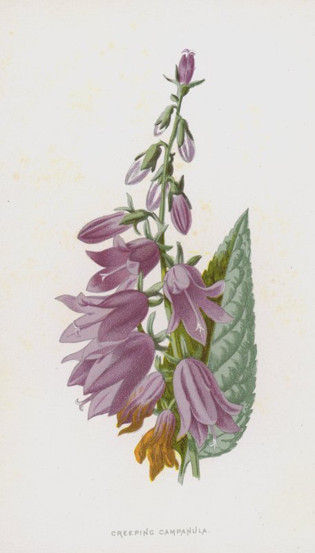 Kúszó Campanula (chromolitho) alkotó: Frederick Edward Hulme
