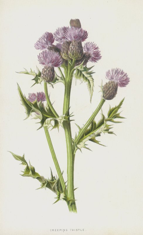 Kúszó bogáncs (chromolitho) alkotó: Frederick Edward Hulme