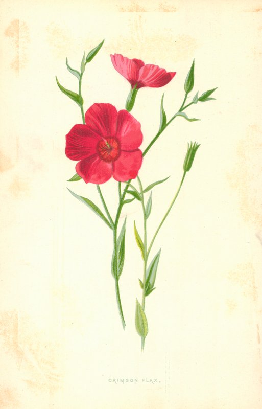 Bíbor len alkotó: Frederick Edward Hulme