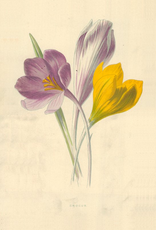Sáfrány alkotó: Frederick Edward Hulme