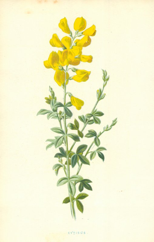 Cytisus alkotó: Frederick Edward Hulme