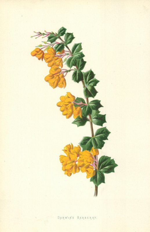 Darwin Borbolya alkotó: Frederick Edward Hulme
