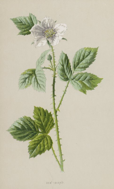 Dew-Berry (chromolitho) alkotó: Frederick Edward Hulme
