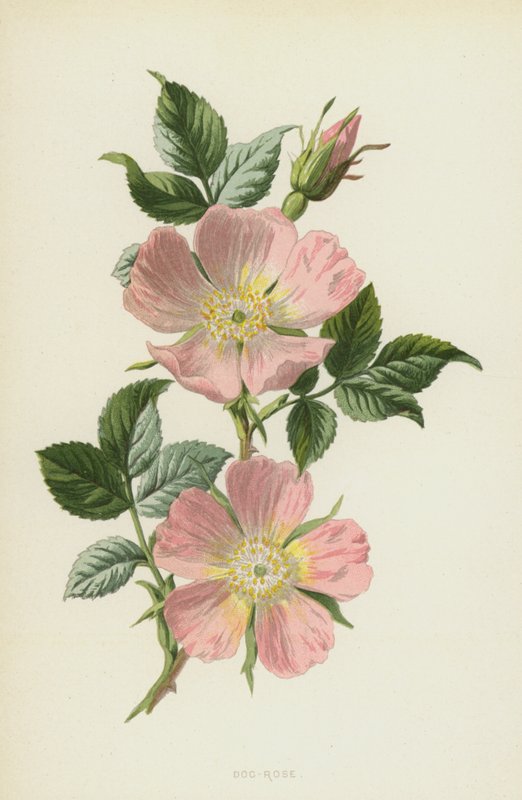 Kutyarózsa (chromolitho) alkotó: Frederick Edward Hulme