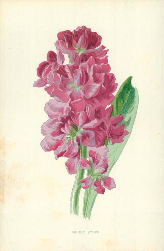 Double Stock alkotó: Frederick Edward Hulme