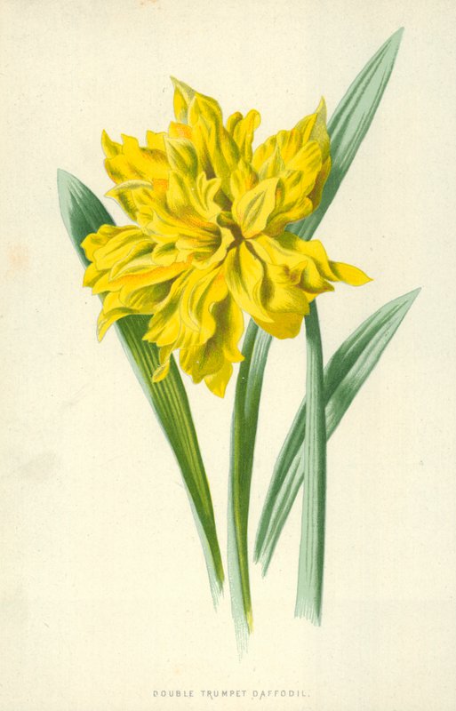 Dupla trombita nárcisz alkotó: Frederick Edward Hulme