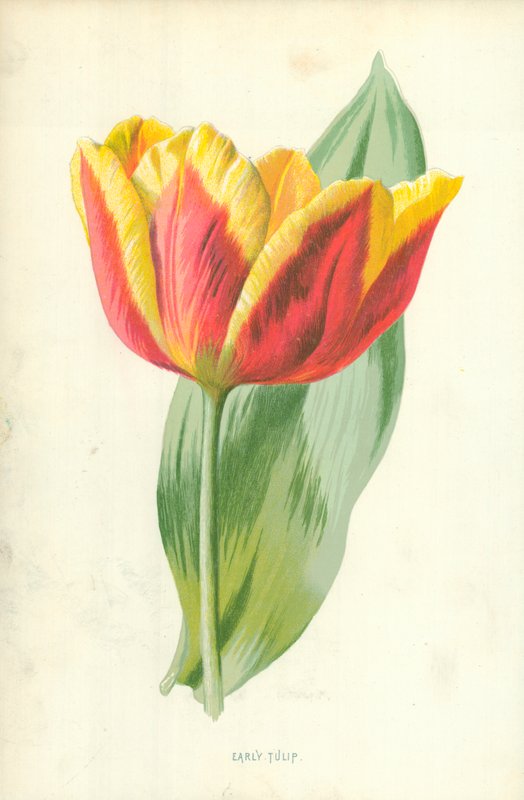 Korai tulipán alkotó: Frederick Edward Hulme