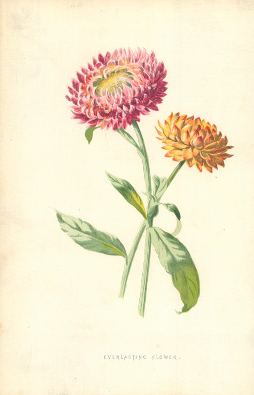 Örök Virág alkotó: Frederick Edward Hulme