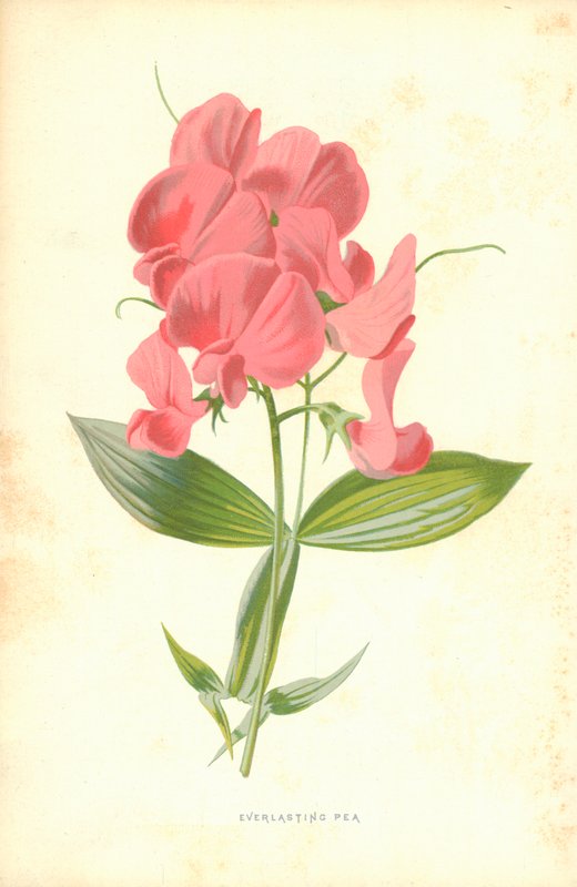 Örökborsó alkotó: Frederick Edward Hulme