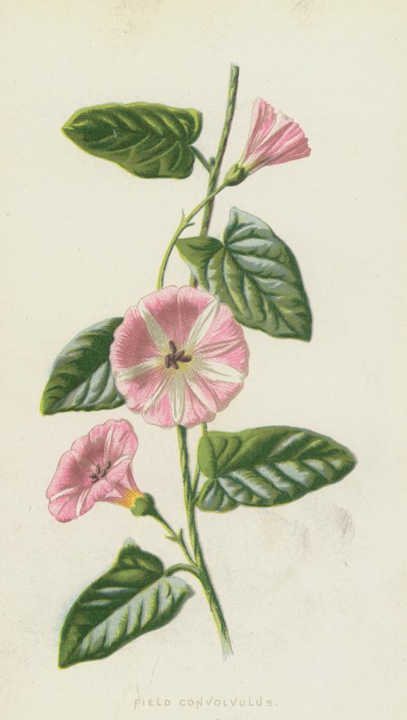 Field Convolvulus (chromolitho) alkotó: Frederick Edward Hulme