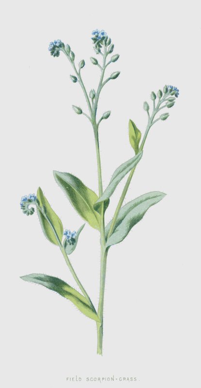 Skorpiófű (chromolitho) alkotó: Frederick Edward Hulme