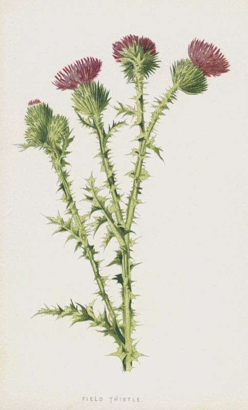 Mezei bogáncs (chromolitho) alkotó: Frederick Edward Hulme