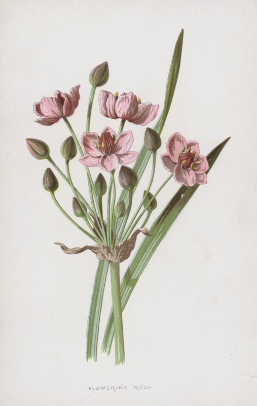 Virágzó roham (chromolitho) alkotó: Frederick Edward Hulme
