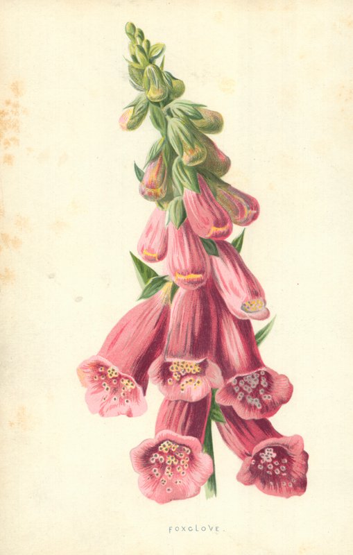 Rókaszegfű alkotó: Frederick Edward Hulme