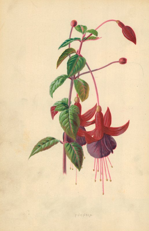 Fukszia alkotó: Frederick Edward Hulme