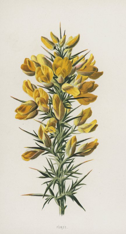 Furze (chromolitho) alkotó: Frederick Edward Hulme