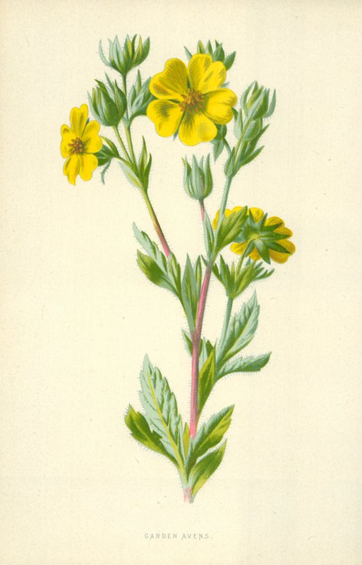 Garden Avens alkotó: Frederick Edward Hulme