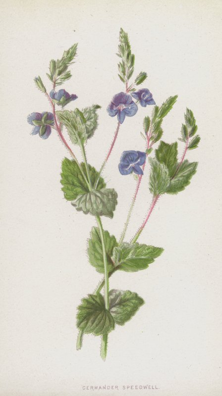 Germander Speedwell (chromolitho) alkotó: Frederick Edward Hulme