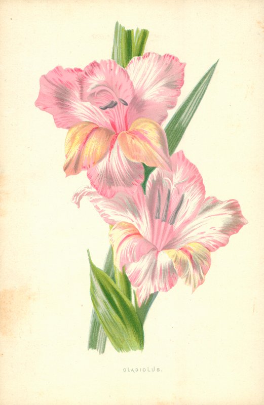 Kardvirág alkotó: Frederick Edward Hulme