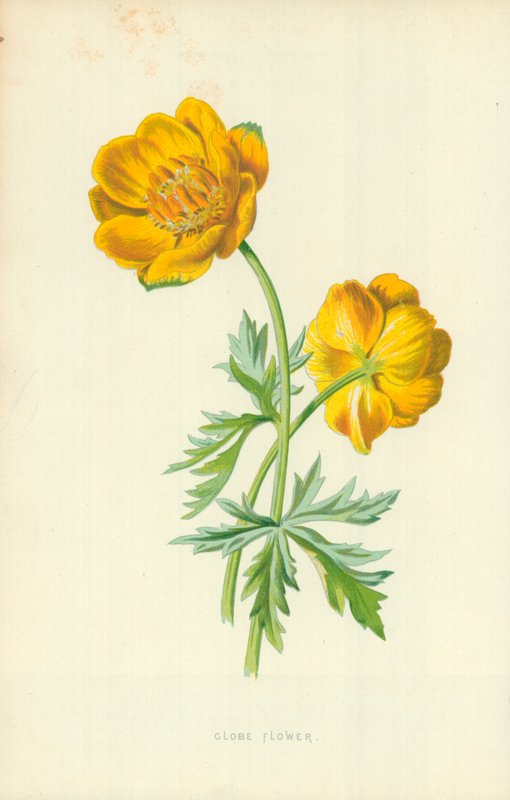 Földgömb Virág alkotó: Frederick Edward Hulme
