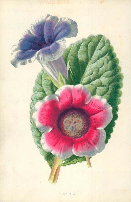 Gloxinia alkotó: Frederick Edward Hulme