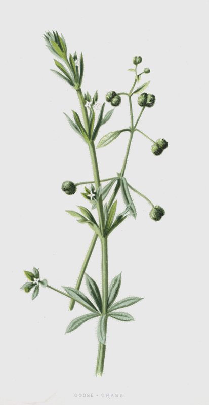Libafű (chromolitho) alkotó: Frederick Edward Hulme