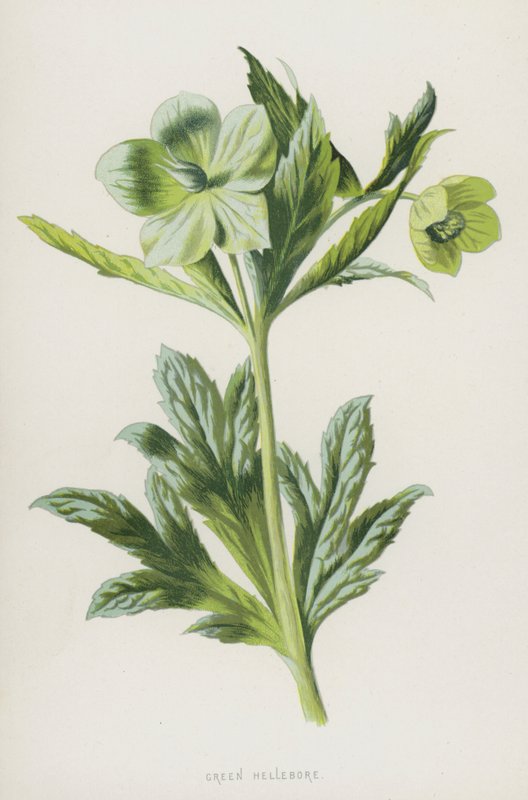Zöld hunyor (chromolitho) alkotó: Frederick Edward Hulme