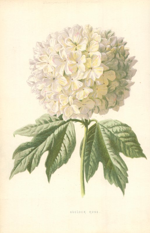 Guelder Rose alkotó: Frederick Edward Hulme