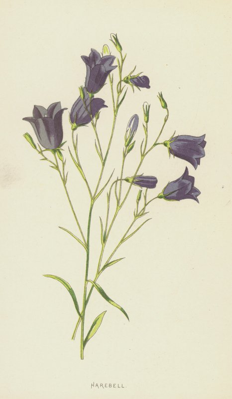 Harebell (chromolitho) alkotó: Frederick Edward Hulme