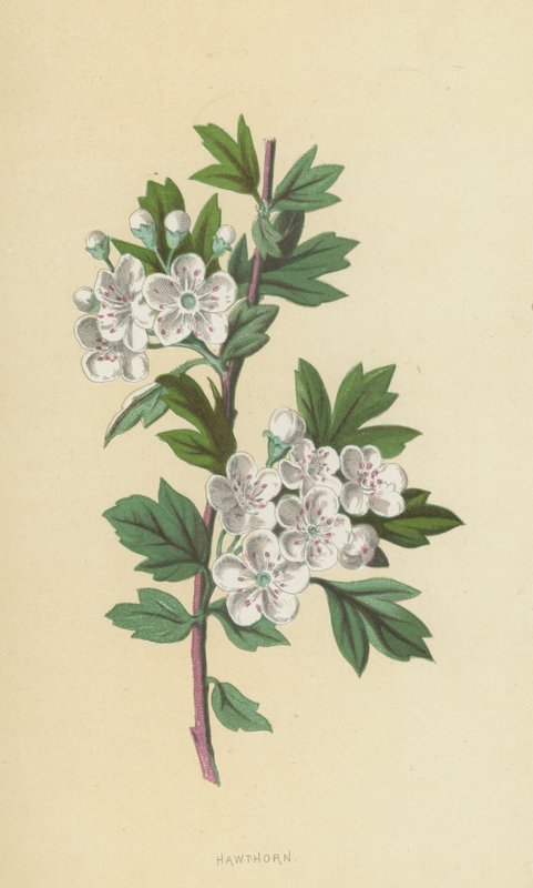 galagonya (chromolitho) alkotó: Frederick Edward Hulme