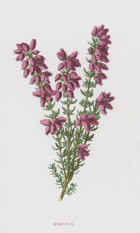 Hanga (chromolitho) alkotó: Frederick Edward Hulme