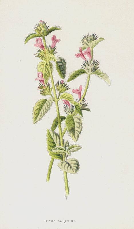 Hedge Calamint (chromolitho) alkotó: Frederick Edward Hulme