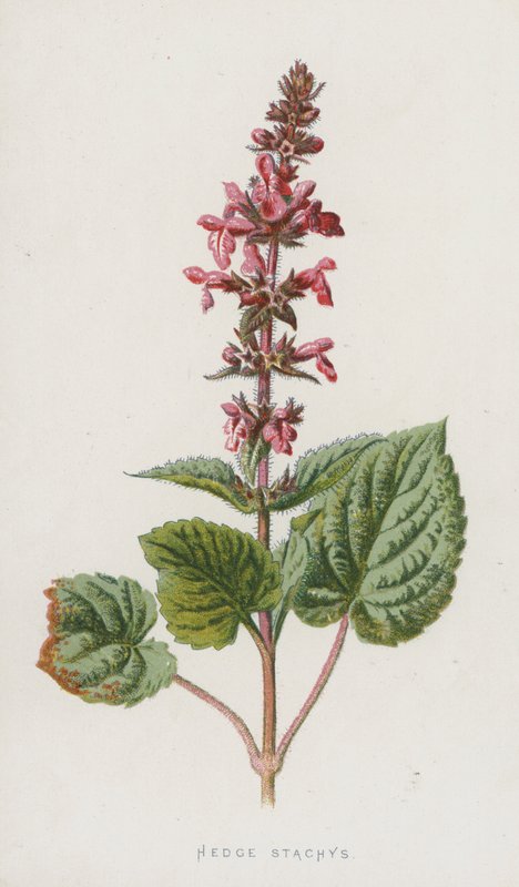 Hedge Stachys (chromolitho) alkotó: Frederick Edward Hulme