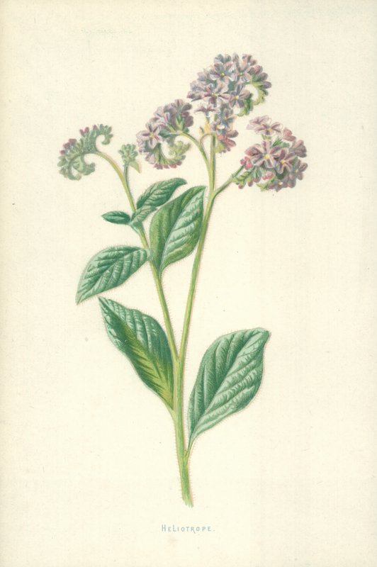 Napraforgó alkotó: Frederick Edward Hulme