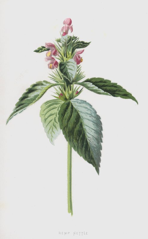 Kender csalán (chromolitho) alkotó: Frederick Edward Hulme
