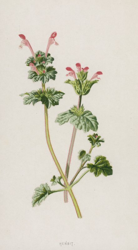 Henbit (chromolitho) alkotó: Frederick Edward Hulme